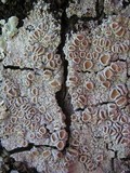 Ochrolechia tartarea image