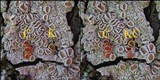 Ochrolechia tartarea image