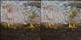 Pertusaria lactea image