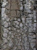 Pertusaria albescens var. albescens image