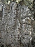 Pertusaria albescens var. albescens image