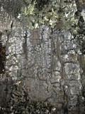Pertusaria albescens var. albescens image