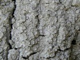 Pertusaria albescens var. albescens image