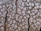 Pertusaria excludens image