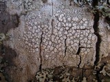 Pertusaria excludens image