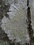 Pertusaria hemisphaerica image