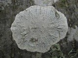 Pertusaria hemisphaerica image