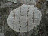 Pertusaria hemisphaerica image