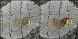Pertusaria hemisphaerica image