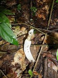 Staheliomyces cinctus image