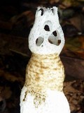 Staheliomyces cinctus image