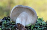 Lyophyllum decastes image