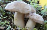 Lyophyllum decastes image