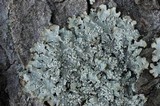 Punctelia caseana image