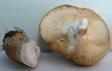 Hypsizygus ulmarius image