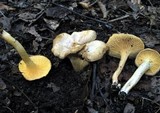 Cantharellus quercophilus image
