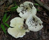 Lactarius caeruleitinctus image