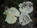 Lactarius caeruleitinctus image