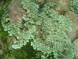 Punctelia missouriensis image