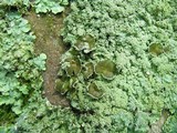 Punctelia missouriensis image