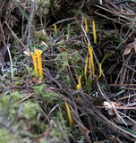 Calocera viscosa image