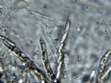 Camillea labellum image