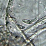 Camillea labellum image