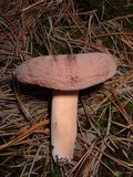 Lactarius corrugis image