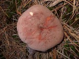 Lactarius corrugis image