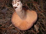 Lactarius corrugis image