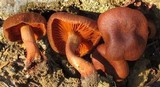 Cortinarius cinnamomeus image