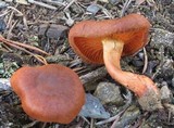 Cortinarius cinnamomeus image