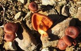 Cortinarius cinnamomeus image
