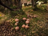 Suillus luteus image