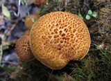 Gymnopilus fulvosquamulosus image
