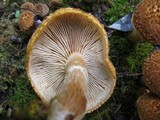 Gymnopilus fulvosquamulosus image