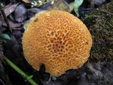 Gymnopilus fulvosquamulosus image
