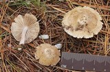 Inocybe grammata image