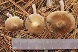 Inocybe grammata image