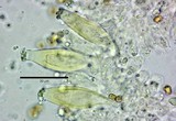 Inocybe grammata image