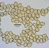 Inocybe grammata image