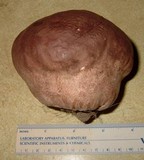 Calvatia cyathiformis image