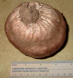 Calvatia cyathiformis image
