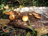 Gymnopilus aeruginosus image