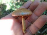 Gymnopilus aeruginosus image