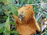 Gymnopilus aeruginosus image