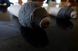 Phallus ravenelii image