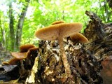 Agrocybe firma image