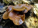 Agrocybe firma image