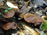 Agrocybe firma image